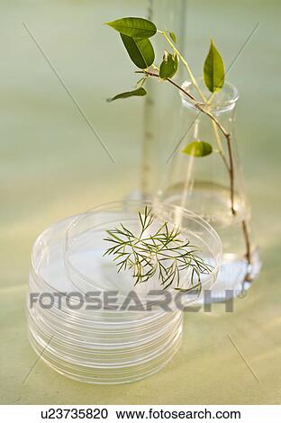 Stock Image - Herbs. Fotosearch