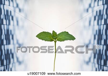 Leaf against medical background View Large Photo Image Stock Photo - Leaf against medical background. Fotosearch