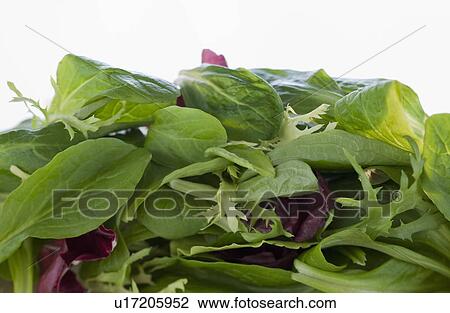 Lettuce View Large Photo Image Stock Image - Lettuce. Fotosearch