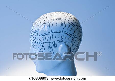 Stock Image - Model of human brain. Fotosearch
