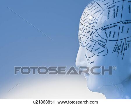 Stock Image - Model of human brain. Fotosearch