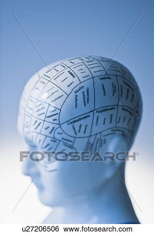 Stock Photograph - Model of human brain. Fotosearch