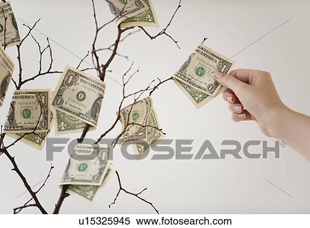 Stock Photography - Money tree. Fotosearch