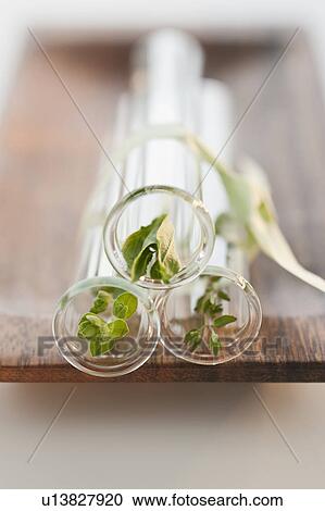 Natural plant remedy View Large Photo Image Stock Image - Natural plant remedy. Fotosearch