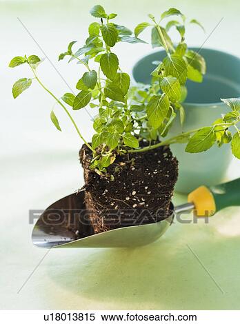 Stock Photography - Plant ball. Fotosearch