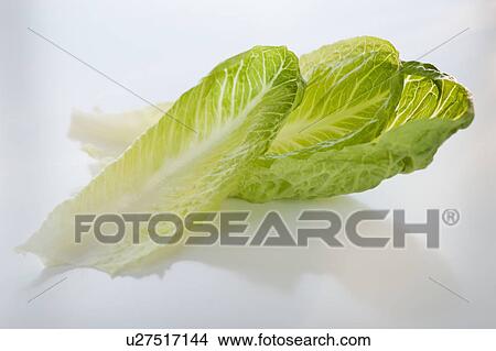 Picture - Romaine lettuce. Fotosearch