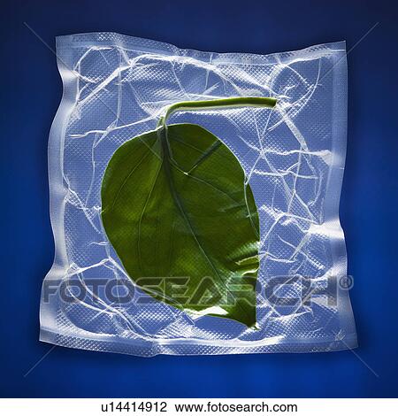 Shrink wrapped green leaf View Large Photo Image Stock Image - Shrink wrapped green leaf. Fotosearch