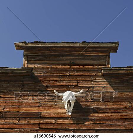 Steer skull on barn View Large Photo Image Stock Photography - Steer skull on barn. Fotosearch