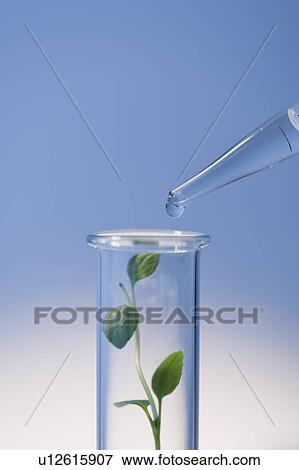 Test tube with plants View Large Photo Image Stock Photo - Test tube with plants. Fotosearch