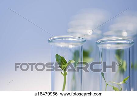 Test tubes with plants View Large Photo Image Stock Photograph - Test tubes with plants. Fotosearch