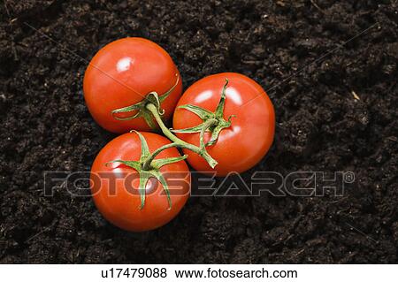 Tomatoes View Large Photo Image Stock Photo - Tomatoes. Fotosearch