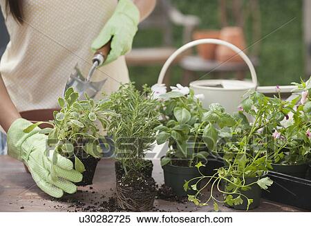Woman gardening View Large Photo Image Stock Photography - Woman gardening. Fotosearch