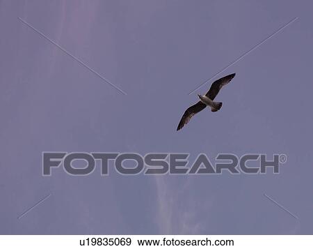 Stock Photo - Bird flying over Naples. Fotosearch