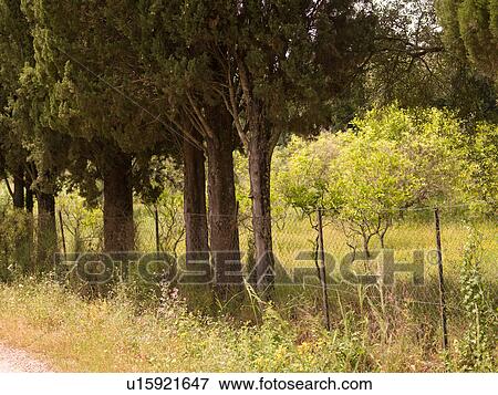 Stock Photo - Corfu landscape. Fotosearch
