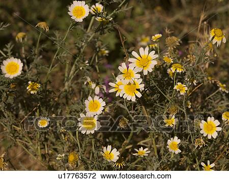 Daises growing in Rhodes Greece View Large Photo Image Stock Image - Daises growing in Rhodes Greece. Fotosearch