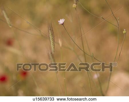 Stock Image - Flowers in field near Kusadasi Turkey. Fotosearch