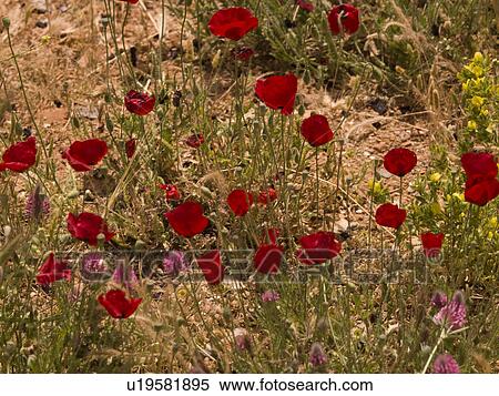 Stock Photography - Flowers in field near Kusadasi Turkey. Fotosearch