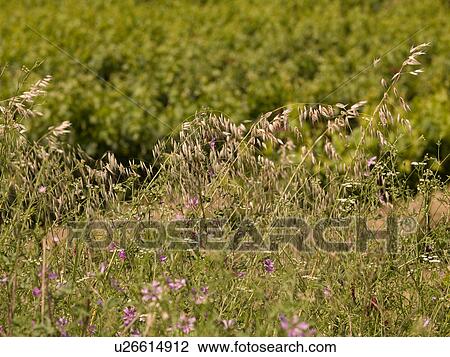 Stock Image - Katakolon landscape. Fotosearch