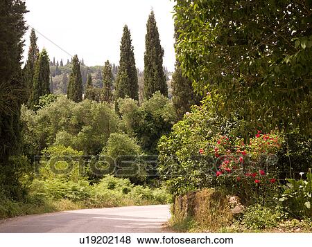 Stock Photo - Rural road in Corfu. Fotosearch