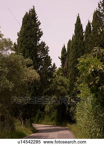Stock Photography - Rural road in Corfu. Fotosearch