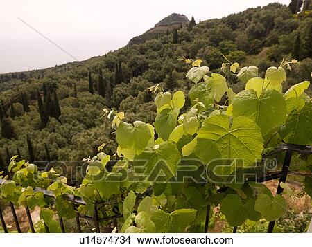 Vines growing on a fence in Corfu View Large Photo Image Picture - Vines growing on a fence in Corfu. Fotosearch