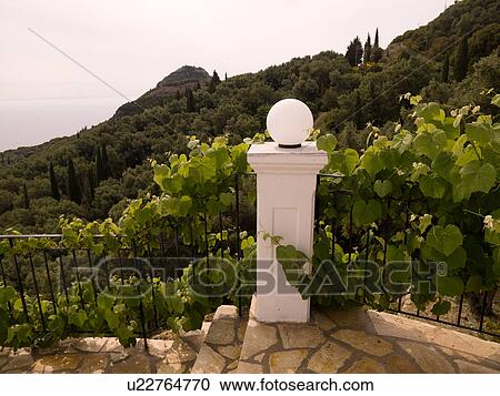Vines growing on a fence in Corfu View Large Photo Image Stock Image - Vines growing on a fence in Corfu. Fotosearch