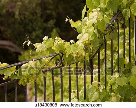 Stock Photo - Vines growing on a fence in Corfu. Fotosearch