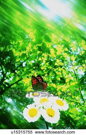 Stock Photography - A butterfly and some flowers against a sunlit forest background. Fotosearch