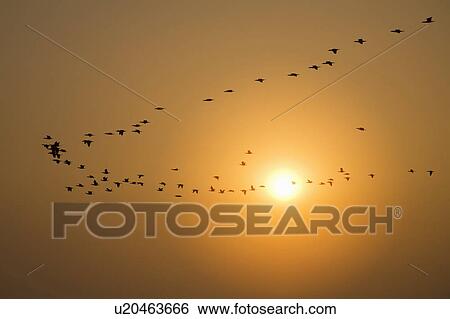 Stock Photograph - A Flock of Waterfowl Flying in a V Shape. Fotosearch