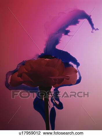 Stock Image - A flower in front of an ink-blot background. Fotosearch