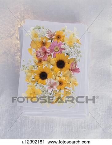 A group of flowers assembled on a stack of paper View Large Photo Image Stock Image - A group of flowers assembled on a stack of paper. Fotosearch