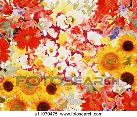 A large group of various flowers View Large Photo Image Stock Photography - A large group of various flowers. Fotosearch