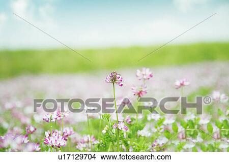 Picture - A meadow of wildflowers. Fotosearch