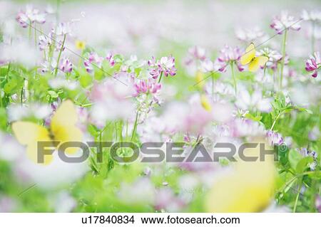 Picture - A meadow of wildflowers. Fotosearch