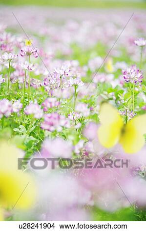Picture - A meadow of wildflowers. Fotosearch