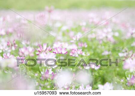 Stock Image - A meadow of wildflowers. Fotosearch