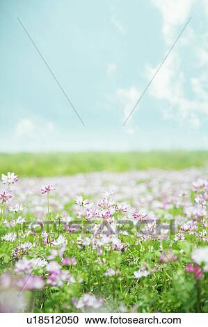 Stock Image - A meadow of wildflowers. Fotosearch