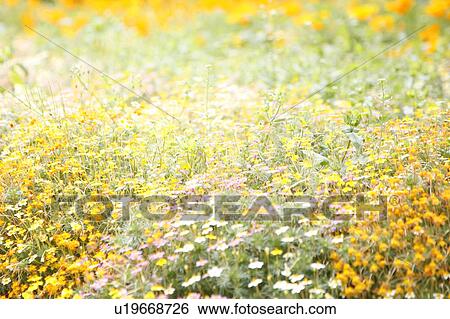Stock Photograph - A meadow of wildflowers. Fotosearch