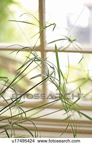 A plant by the window View Large Photo Image Picture - A plant by the window. Fotosearch