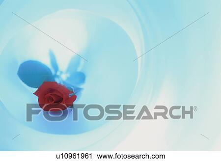 A single red rose lies in a rolled sheet of paper View Large Photo Image Stock Image - A single red rose lies in a rolled sheet of paper. Fotosearch