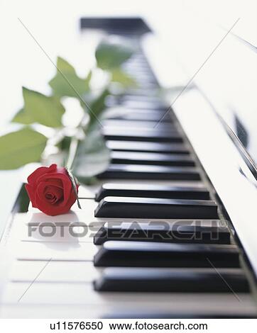 Stock Image - A single red rose lying across a piano keyboard. Fotosearch