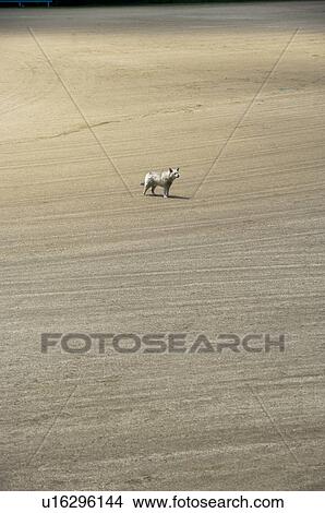 Picture - A Solitary Dog Standing on a Plain. Kasama, Ibaraki Prefecture, Japan. Fotosearch