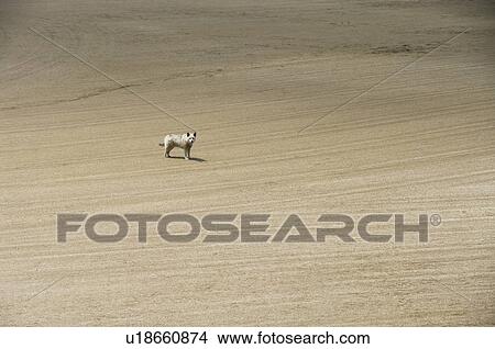 A Solitary Dog Standing on a Plain. Kasama, Ibaraki Prefecture, Japan View Large Photo Image Picture - A Solitary Dog Standing on a Plain. Kasama, Ibaraki Prefecture, Japan. Fotosearch