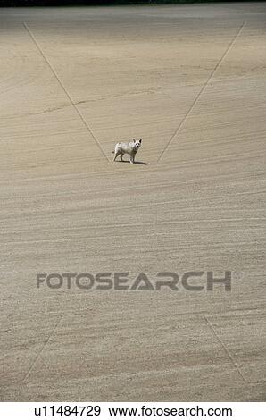 A Solitary Dog Standing on a Plain. Kasama, Ibaraki Prefecture, Japan View Large Photo Image Stock Photo - A Solitary Dog Standing on a Plain. Kasama, Ibaraki Prefecture, Japan. Fotosearch