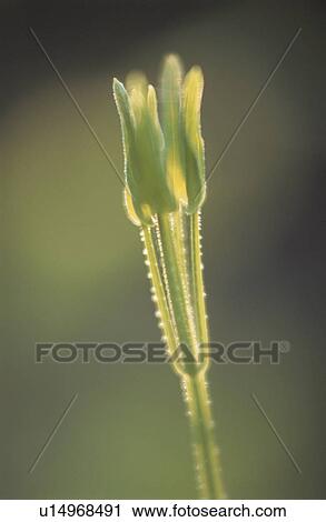 Stock Image - A sprout with morning dew. Fotosearch