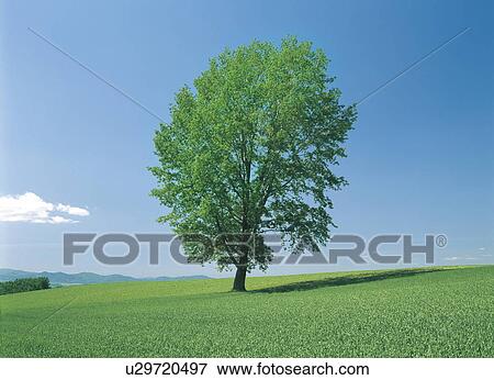 A Tree View Large Photo Image Stock Photo - A Tree. Fotosearch