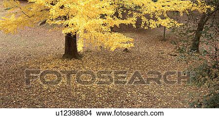 A tree with yellow leaves View Large Photo Image Picture - A tree with yellow leaves. Fotosearch