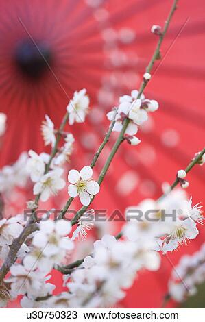 Stock Image - A white plum and an oil-paper umbrella. Fotosearch