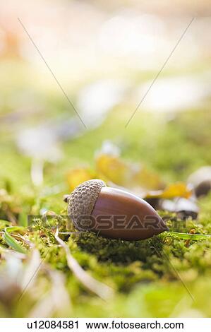 Acorn on mossy surface View Large Photo Image Stock Image - Acorn on mossy surface. Fotosearch