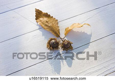 Stock Photography - Acorn on white deck. Fotosearch